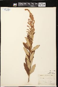 Spiraea tomentosa image