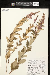 Spiraea tomentosa var. rosea image