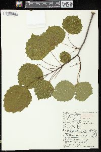 Populus grandidentata image