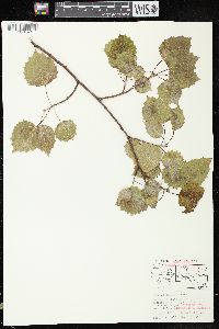 Populus grandidentata image