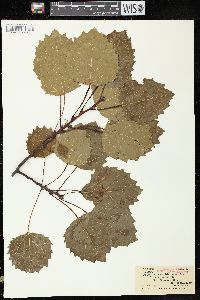 Populus grandidentata image