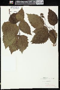 Populus grandidentata image