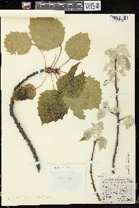 Populus grandidentata image