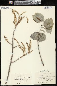 Populus grandidentata image