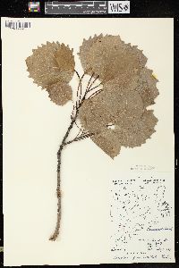 Populus grandidentata image