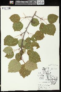 Populus grandidentata image