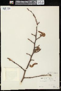 Populus grandidentata image