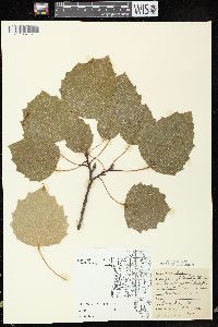 Populus grandidentata image