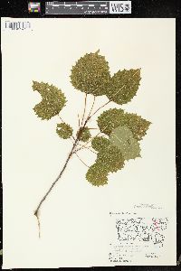 Populus grandidentata image