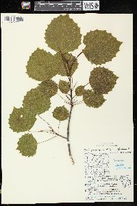 Populus grandidentata image