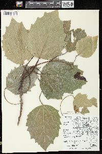 Populus grandidentata image