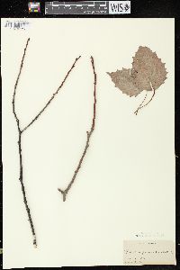 Populus grandidentata image