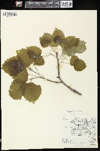 Populus grandidentata image