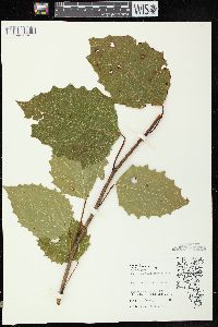 Populus grandidentata image