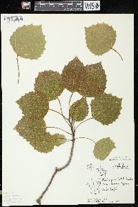 Populus grandidentata image