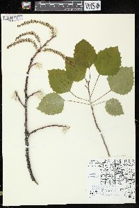 Populus grandidentata image