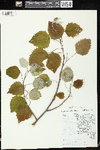 Populus grandidentata image