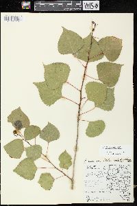 Populus grandidentata image