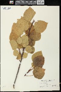 Populus grandidentata image