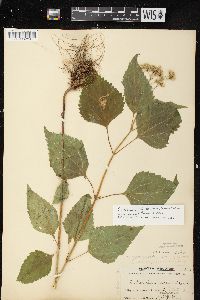 Ageratina altissima var. altissima image