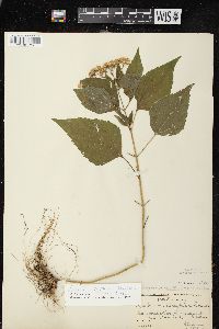 Ageratina altissima var. altissima image