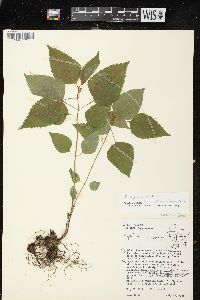 Ageratina altissima var. altissima image