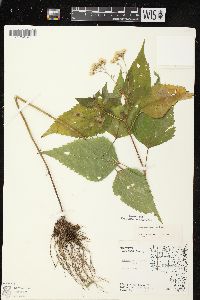 Ageratina altissima var. altissima image