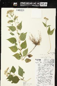 Ageratina altissima var. altissima image