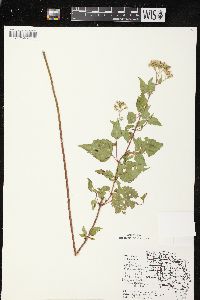 Ageratina altissima var. altissima image