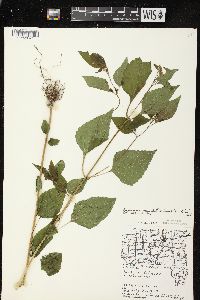 Ageratina altissima var. altissima image