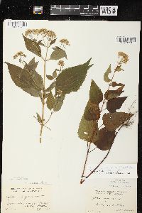 Ageratina altissima var. altissima image