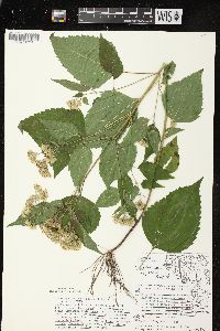 Ageratina altissima var. altissima image