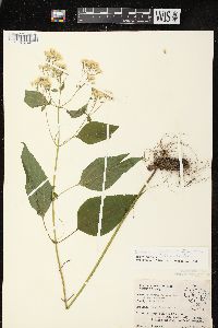 Ageratina altissima var. altissima image