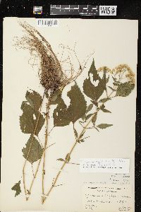 Ageratina altissima var. altissima image