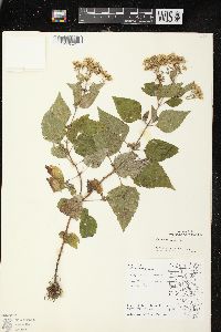 Ageratina altissima var. altissima image