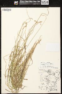 Carex projecta image