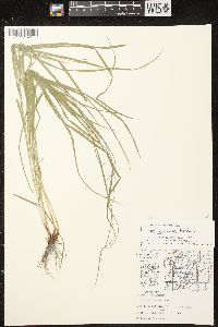 Carex projecta image