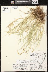 Carex projecta image