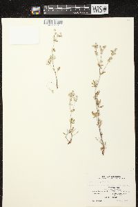 Potentilla argentea image