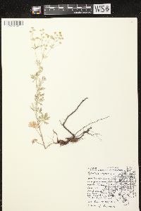 Potentilla argentea image