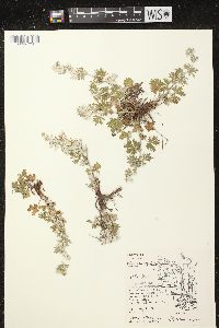 Potentilla argentea image