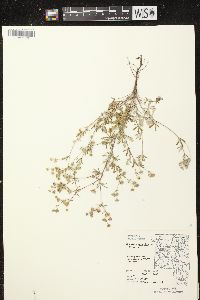 Potentilla argentea image