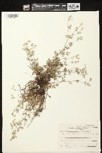 Potentilla argentea image