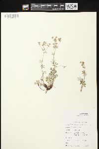 Potentilla argentea image