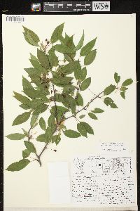 Prunus pensylvanica image