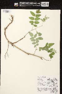 Sorbus americana image