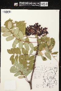 Sorbus decora image