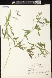 Lathyrus palustris image