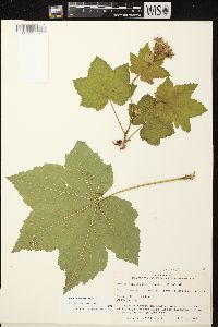 Rubus parviflorus image