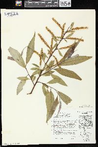 Salix × rubens image
